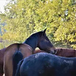 Отель типа 