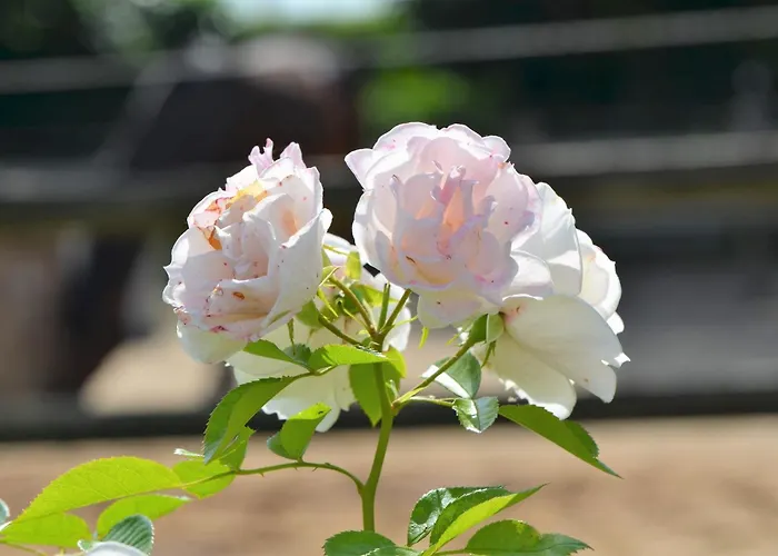 Rehedyk 3* Sankt Michaelisdonn